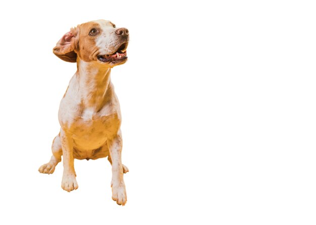 Szene mit braunem und weißem Hund