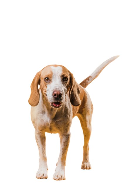 Szene mit entzückendem braunem und weißem Schoßhund
