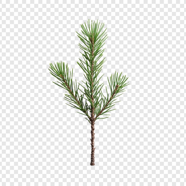 Weihnachtsdekoration aus isolierten grünen Nadelzweigen mit Kieferzweigen