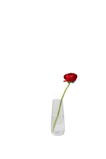 Wunderschönes Blumen-Headshot-Stillleben