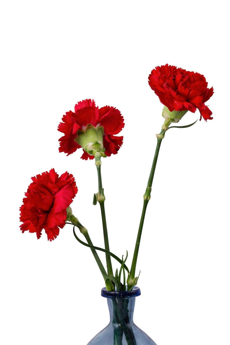 Kostenlose PSD wunderschönes blumen-headshot-stillleben