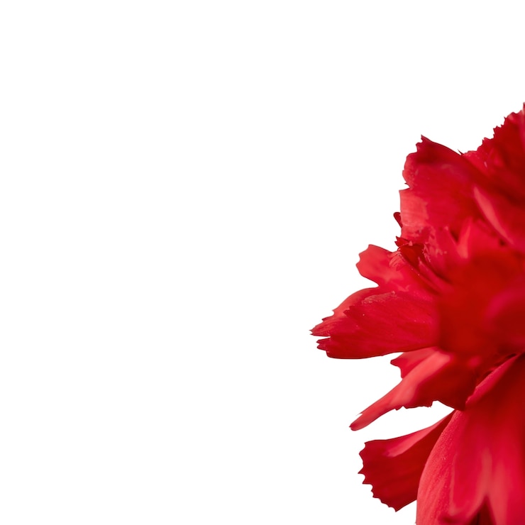 Kostenlose PSD wunderschönes blumen-headshot-stillleben