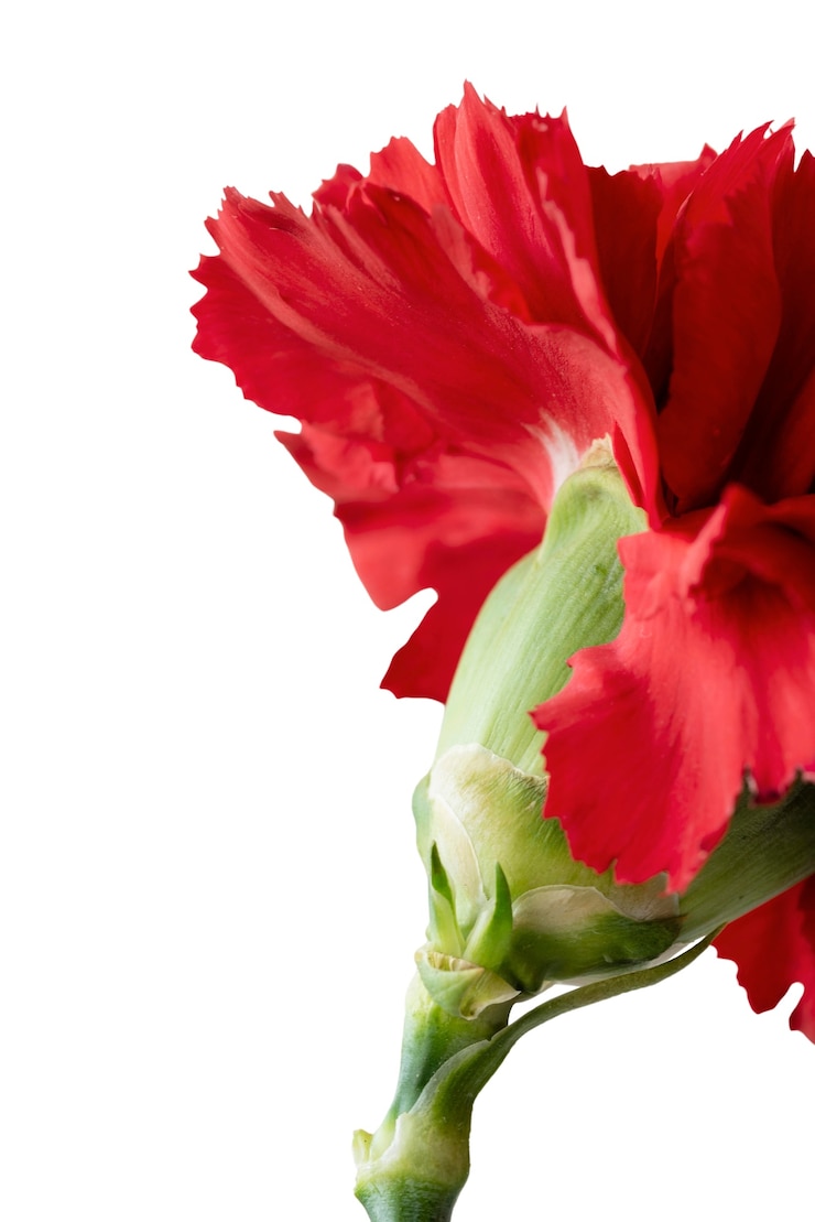 Kostenlose PSD wunderschönes blumen-headshot-stillleben