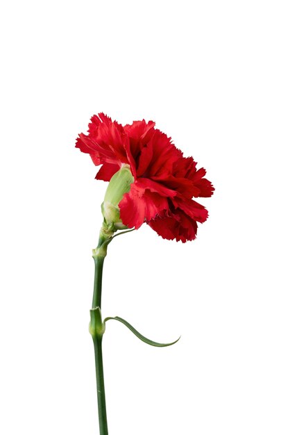 Wunderschönes Blumen-Headshot-Stillleben