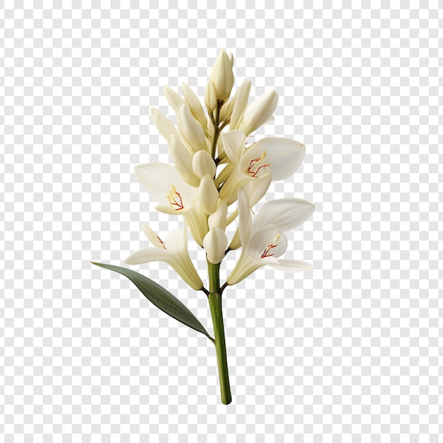 Kostenlose PSD yucca-blumen auf durchsichtigem hintergrund