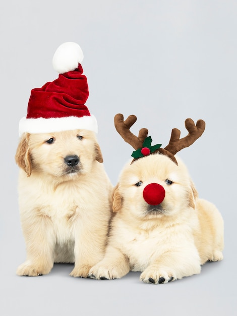 Zwei welpen des goldenen apportierhunds, die weihnachtsmannmützen und ein renstirnband tragen