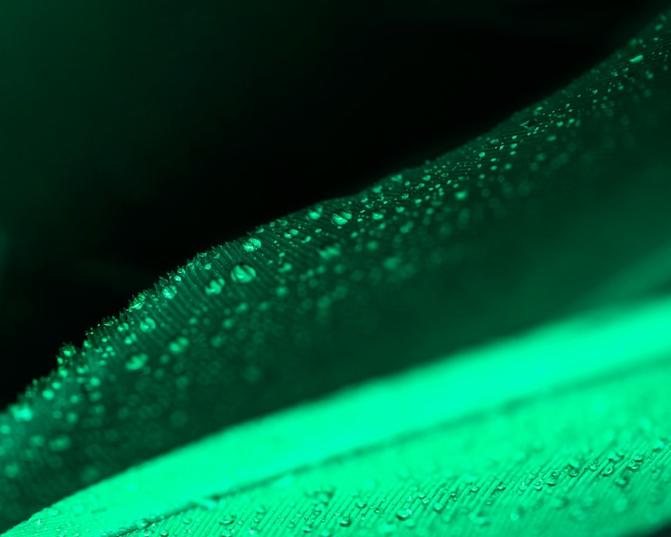 Gratis Foto a pretty green peacock feather with a clear water drop against black backdrop