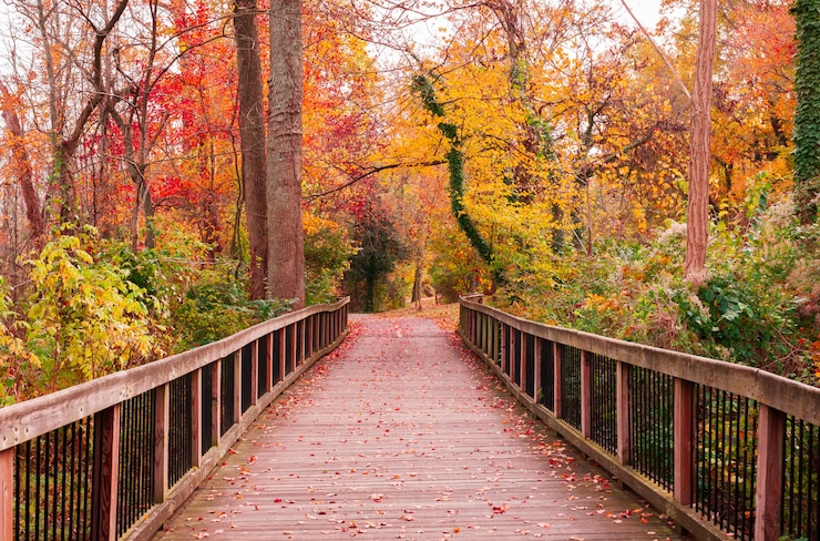 Gratis Foto beautiful wooden pathway going the breathtaking colorful trees in a forest