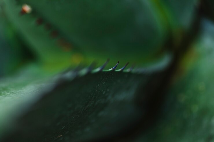 Gratis Foto close-up aloe thorns