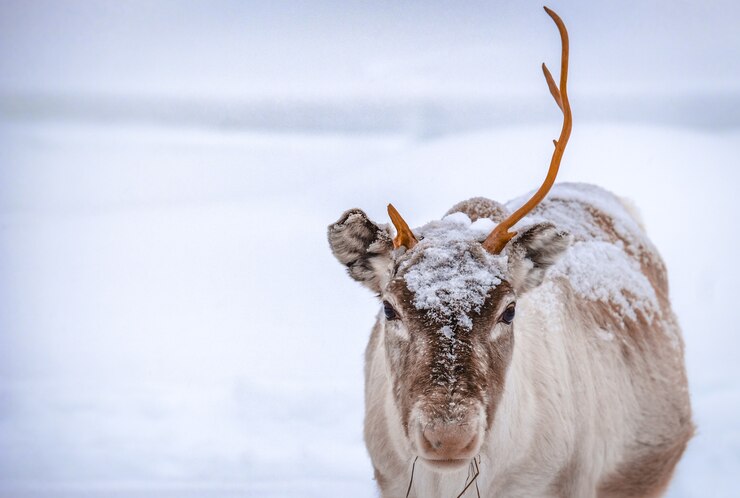 Gratis Foto closeup shot of a deer with one horn standing on the snowy ground in the forest in winter