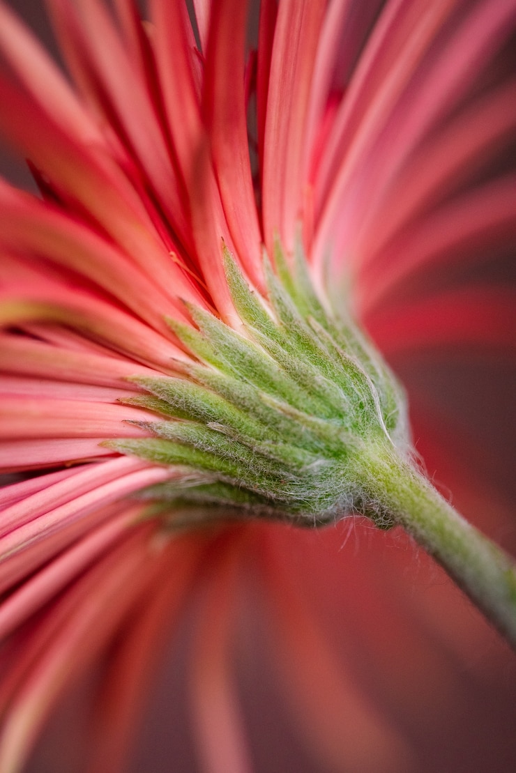 Gratis Foto closeup shot of a red gerbera daisy flower