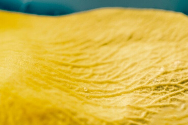 Gratis Foto extreme close-up on yellow petal