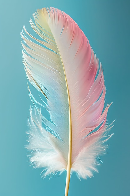 isolated feather in studio