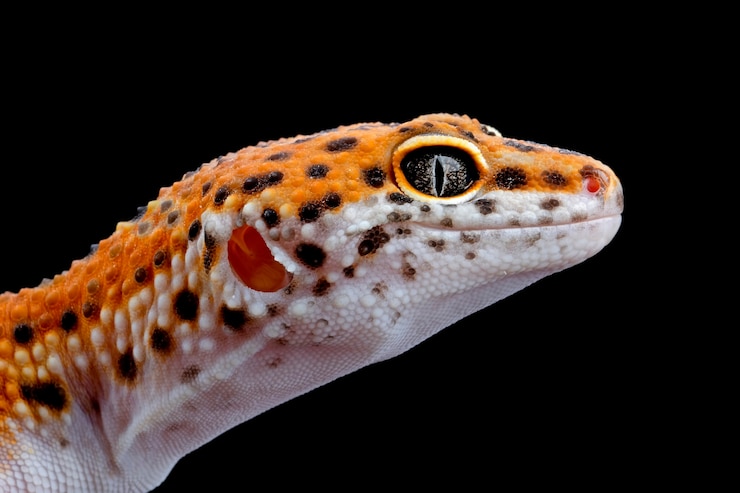 Gratis Foto leopard gecko closeup head on wood