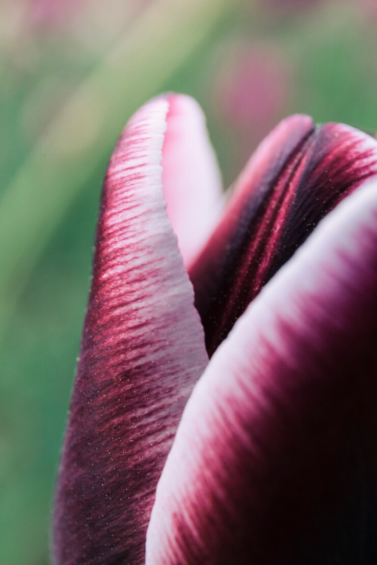 Gratis Foto makrobilde av en vakker tulipanblomst