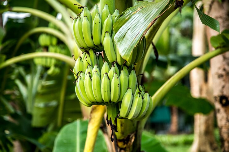 Gratis Foto palm tree with green bananas