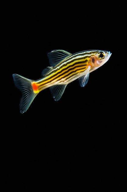 Visning av fisk med enkel bakgrunn