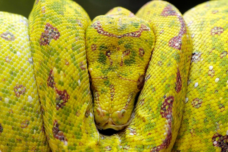 Gratis Foto yellow tree python snake on branch