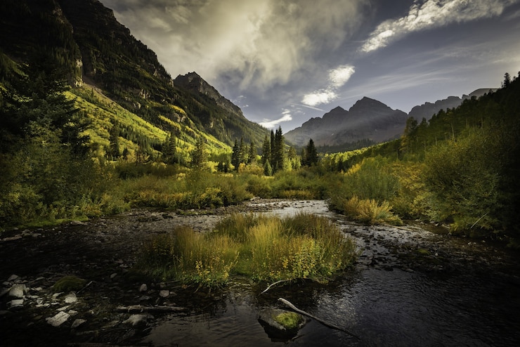 Gratis Bild beautiful shot of a colorful autumn forest full of different kinds of plants