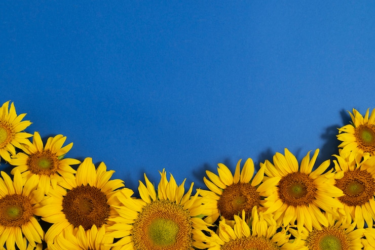 Gratis Bild beautiful sunflowers in studio still life