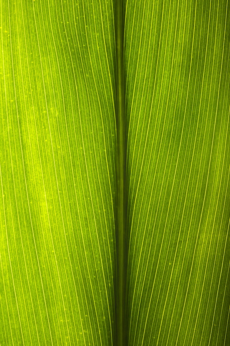 Gratis Bild close-up of leaf