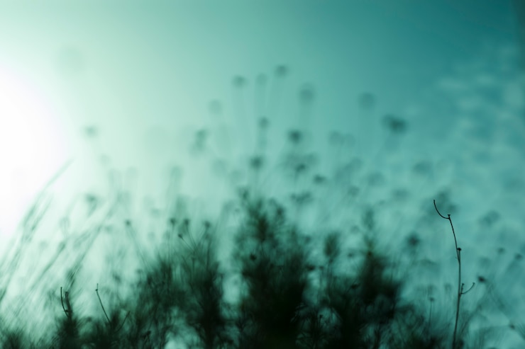 Gratis Bild close-up of silhouette plants