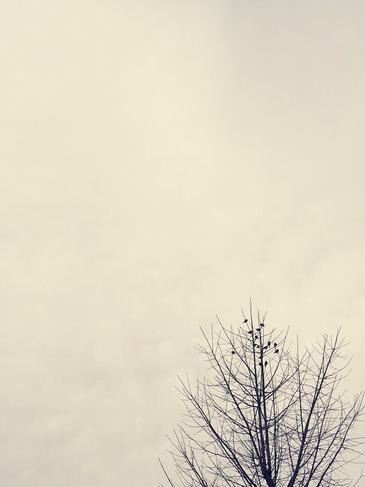 Gratis Bild dry branches of tree with cloudy sky