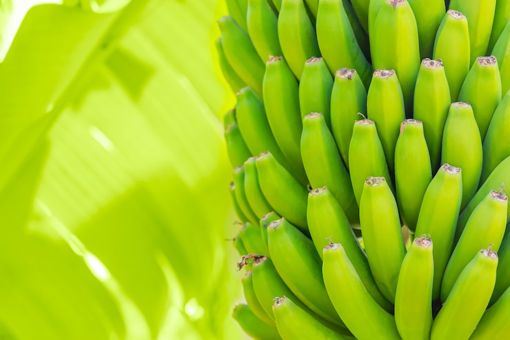 Gratis Bild grenn bananas on a palm. cultivation of fruits on tenerife island plantation. young unripe banana with a palm leaves in shallow depth of field. closeup.