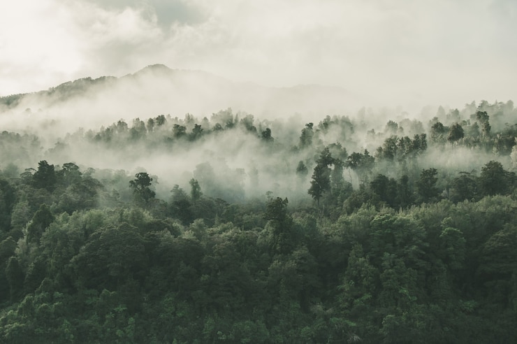 Gratis Bild high angle shot of a beautiful forest with a lot of green trees enveloped in fog in new zealand