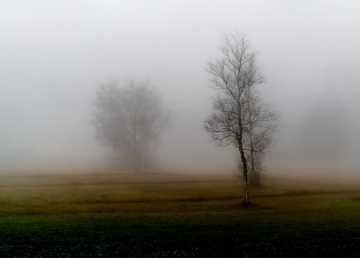 Gratis Bild leafless tree