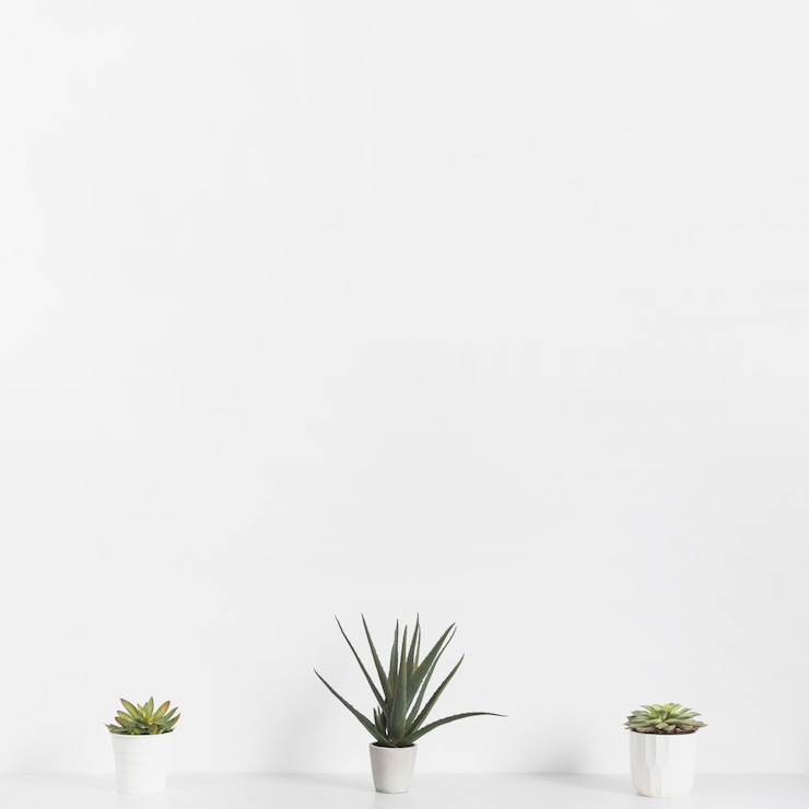 Gratis Bild office plants in flowerpots