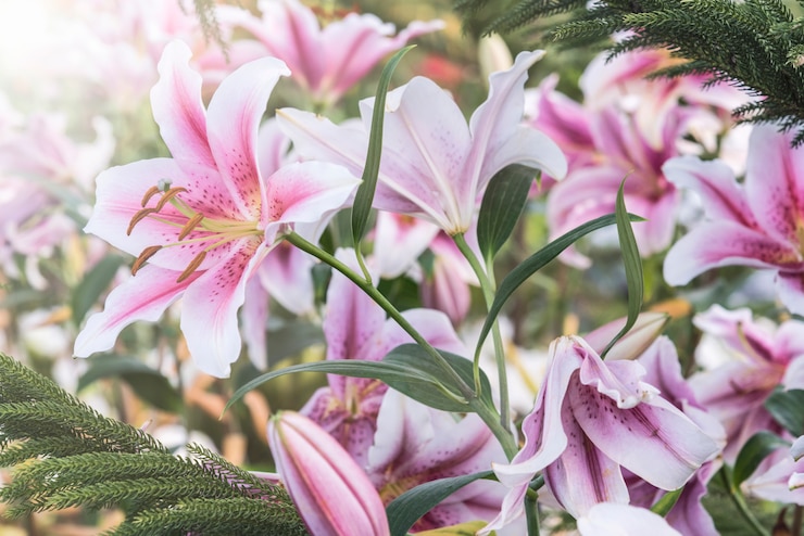 Gratis Foto pink liljer i haven