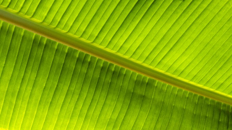 Gratis Bild top view of tropical leaf plant
