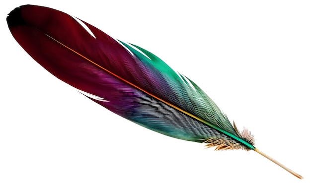 beautiful feather in studio
