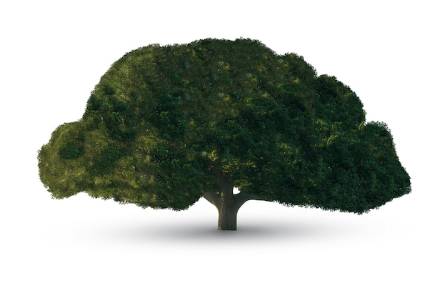 Beautiful tree isolated