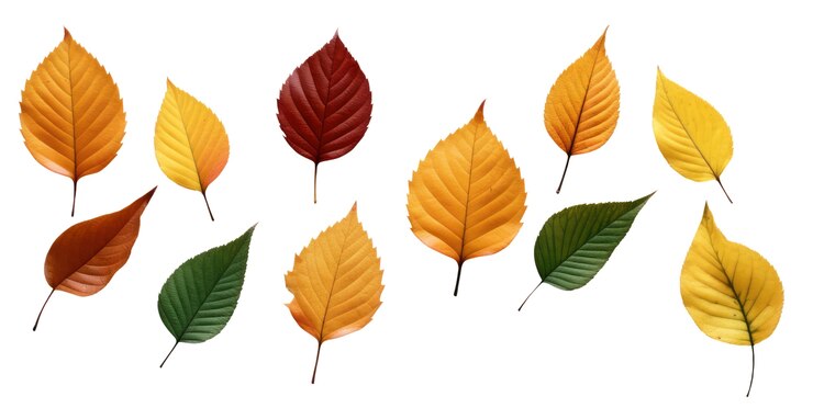 Gratis PSD close up on leaf isolated