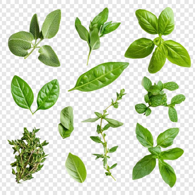 Collection of Fresh Culinary Herbs