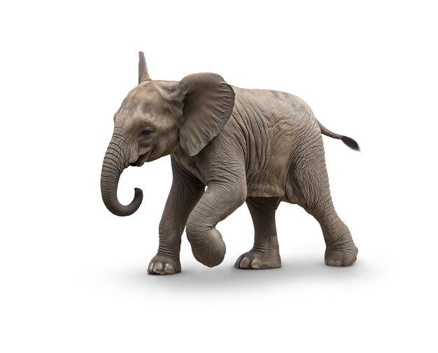Majestetisk elefant isolert