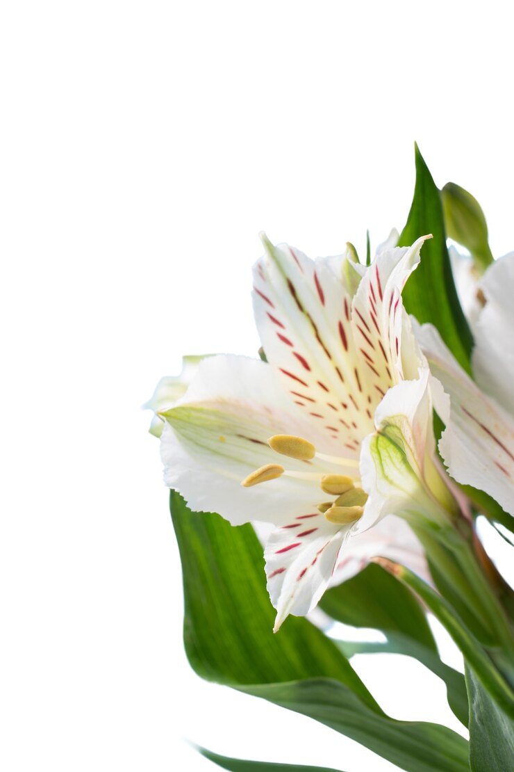 Gratis PSD utsikt over vakker blomstrende liljeblomst
