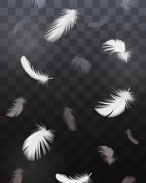 Black and white bird feathers realistic transparent set isolated