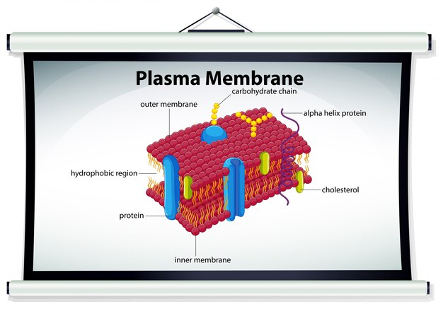 Chart showing plasma membrane