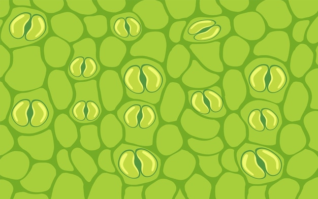 closeup of plant stomata in vector cartoon style