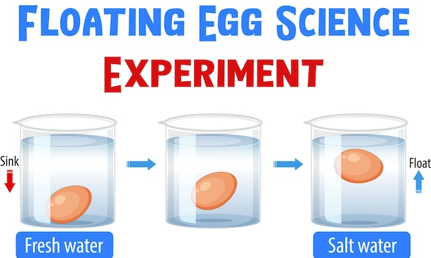 diagram showing floating egg experiment