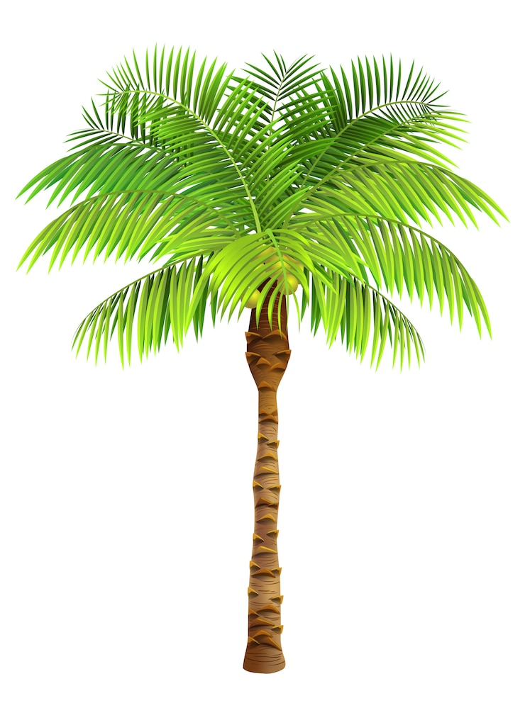Gratis Vektor kokospalme træ. plante, have, resort. natur koncept.