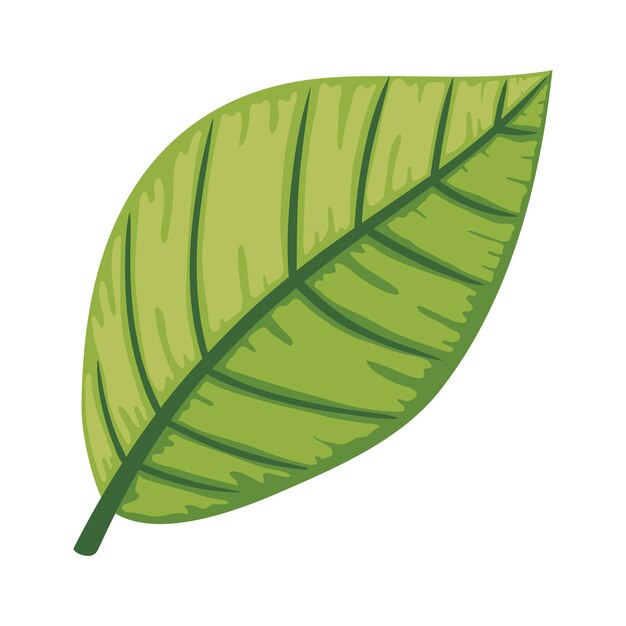 leaf nature foliage icon isolated