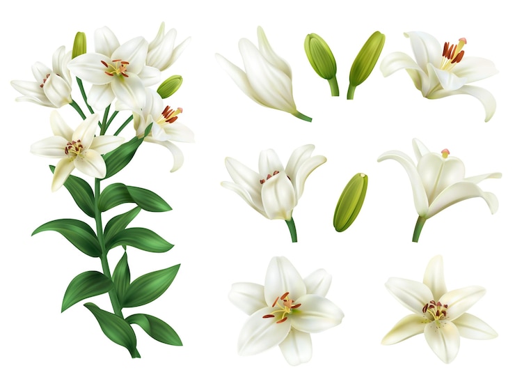 Gratis Vektor realistic white lily flower icons set with blooming blossoms isolated vector illustration