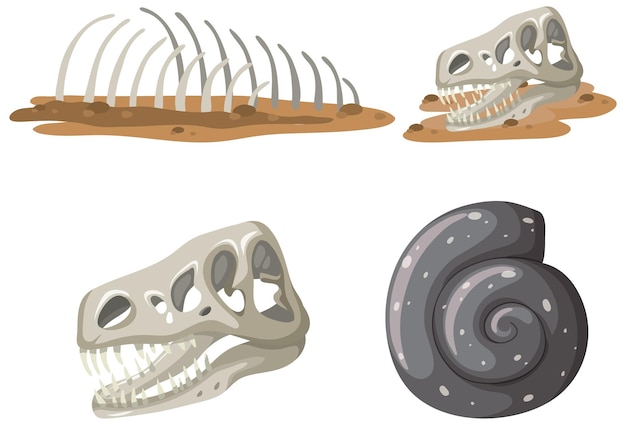 set of different fossils isolated