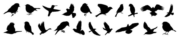 Silhouettes of birds different pack of bird silhouettes