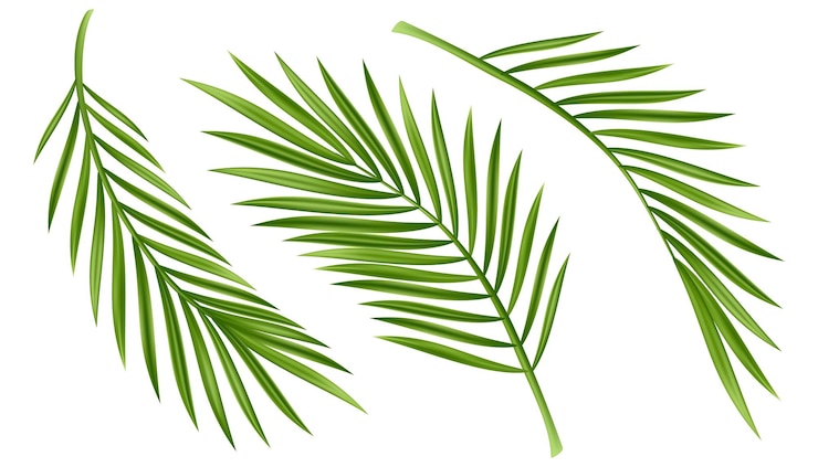 Gratis Vektor tropical palm leaf isolated on white realistic green summer plant tree set tropic branch vector