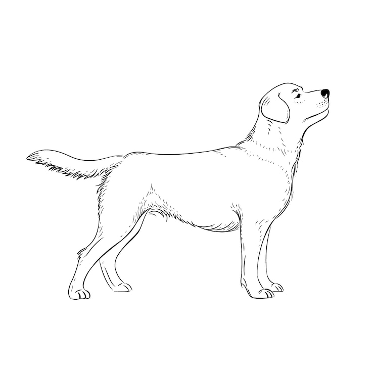 Gratis Vektor hand drawn dog outline illustration